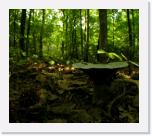 Indigo Shroom Kalmia 06-19-04 * 2109 x 1864 * (658KB)